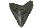 Bargain, Fossil Megalodon Tooth - South Carolina #171034-1